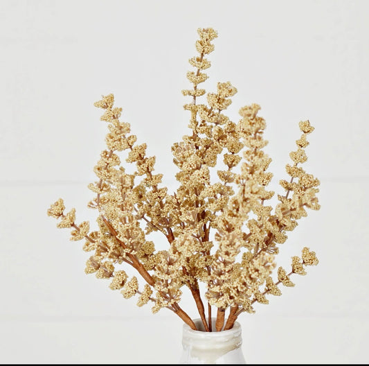 Golden Harvest Heather Bush