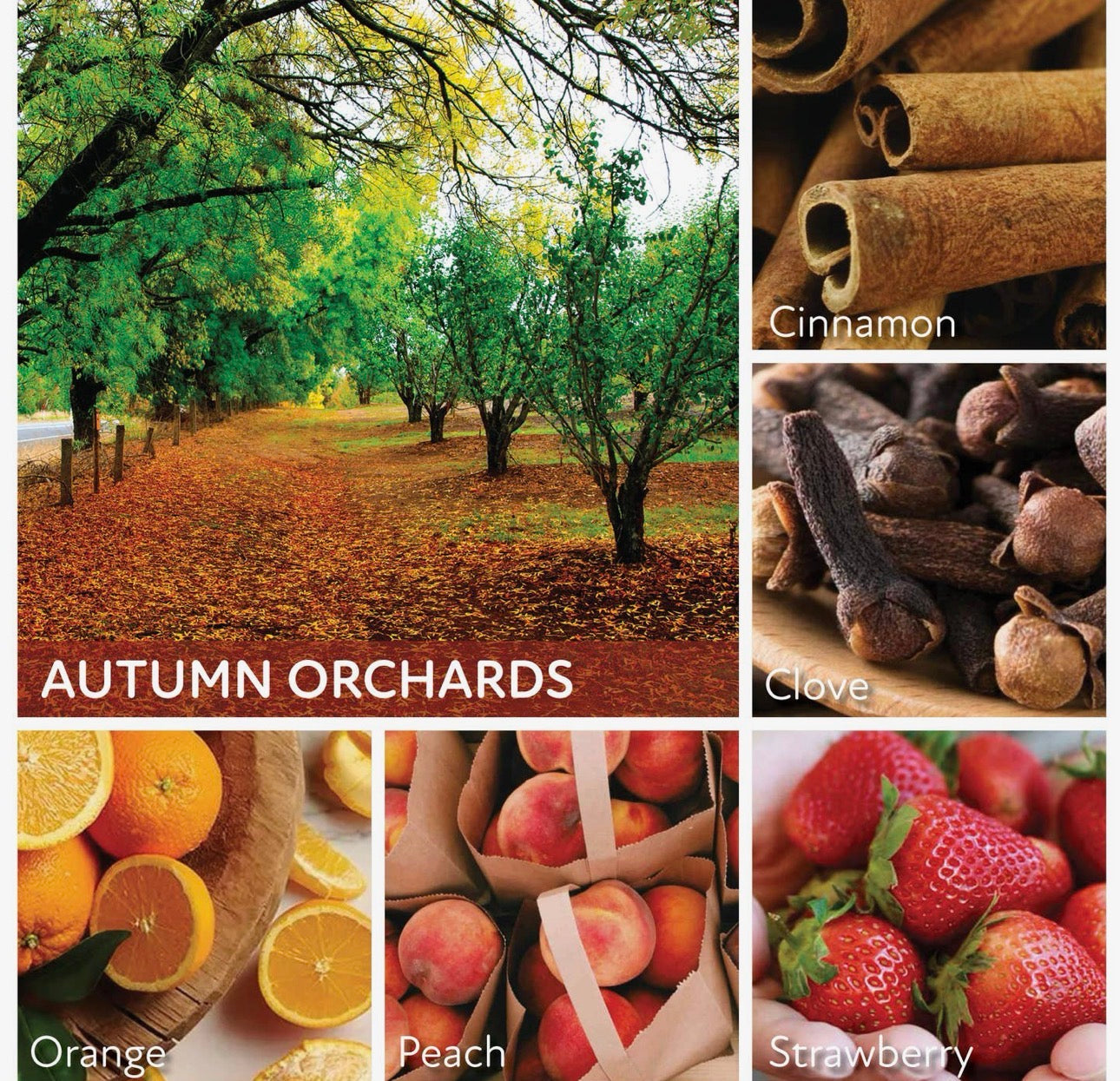 Autumn Orchard Jar Candle